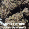 Dante's Inferno THCA Flower