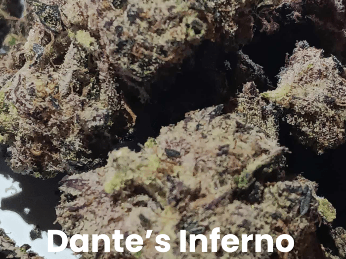 Dante's Inferno THCA Flower