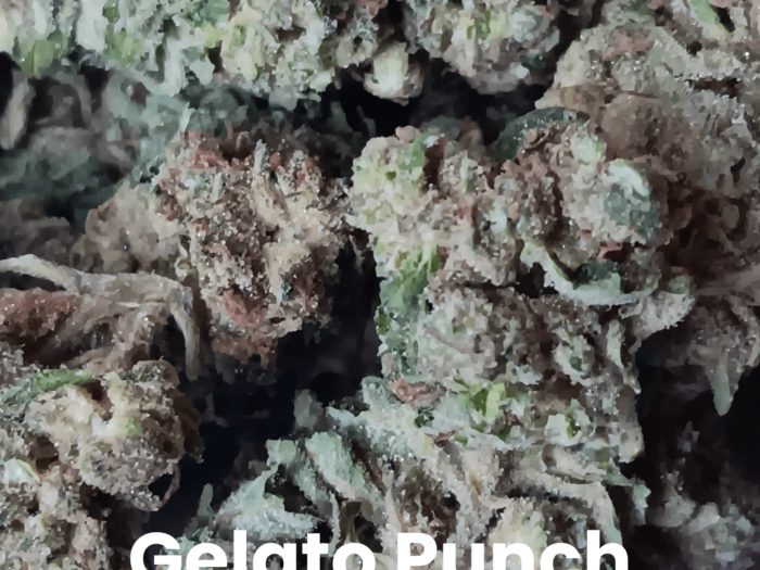 Gelato Punch THCA Flower