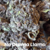 No Drama Llama THCA Flower