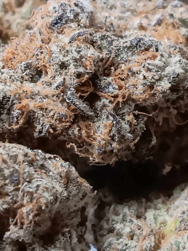 Peanut Butter and Jelly Original Pics (3) PB & J THCA Flower