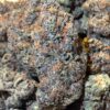 Sour Skunk THCA Flower