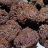Pineapple Pez THCA Flower