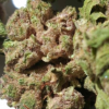 4e858ce5-0880-475d-9ef1-756c2aa70339 Trap Cherry THCA Flower