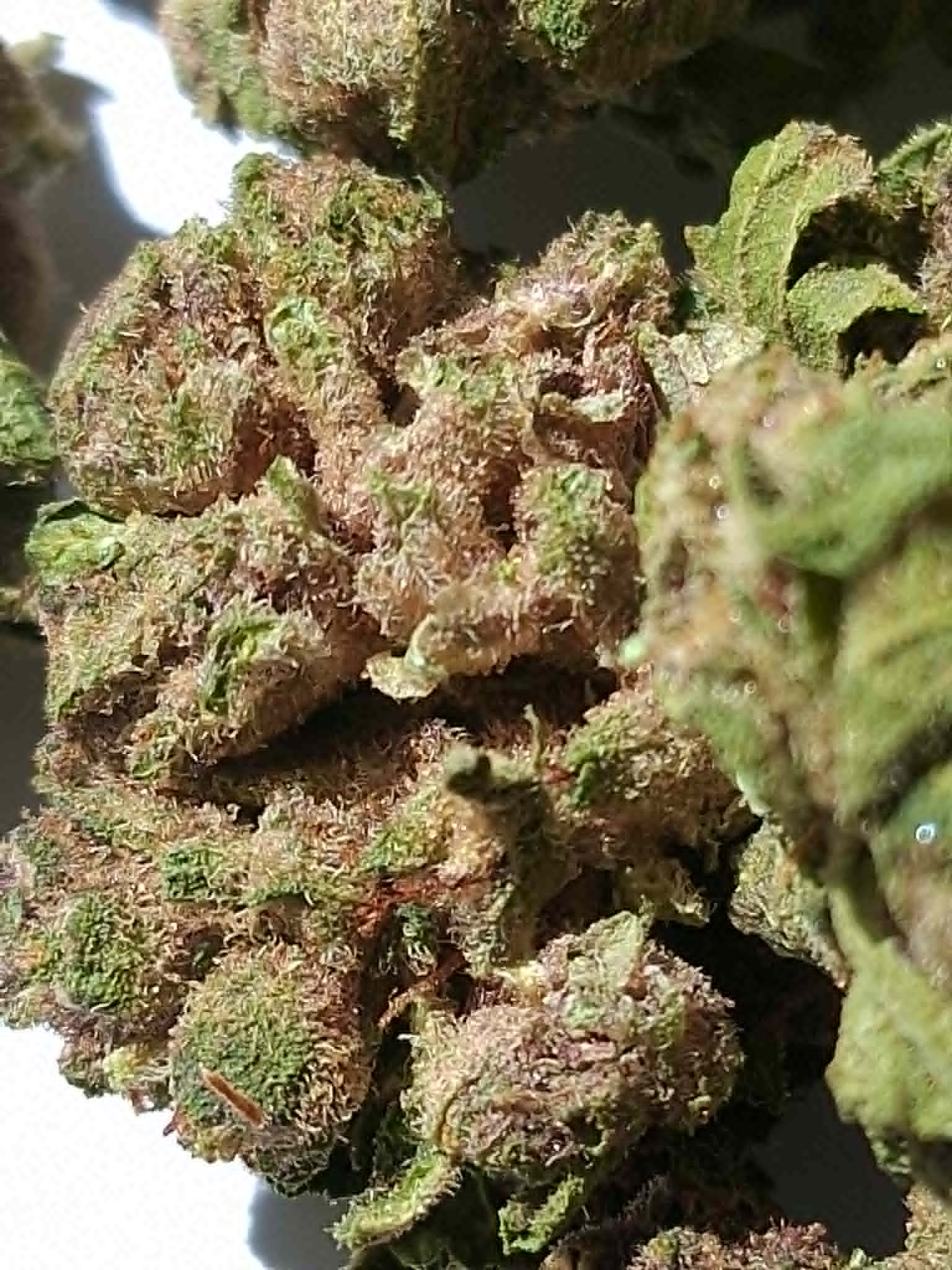 4e858ce5-0880-475d-9ef1-756c2aa70339 Trap Cherry THCA Flower