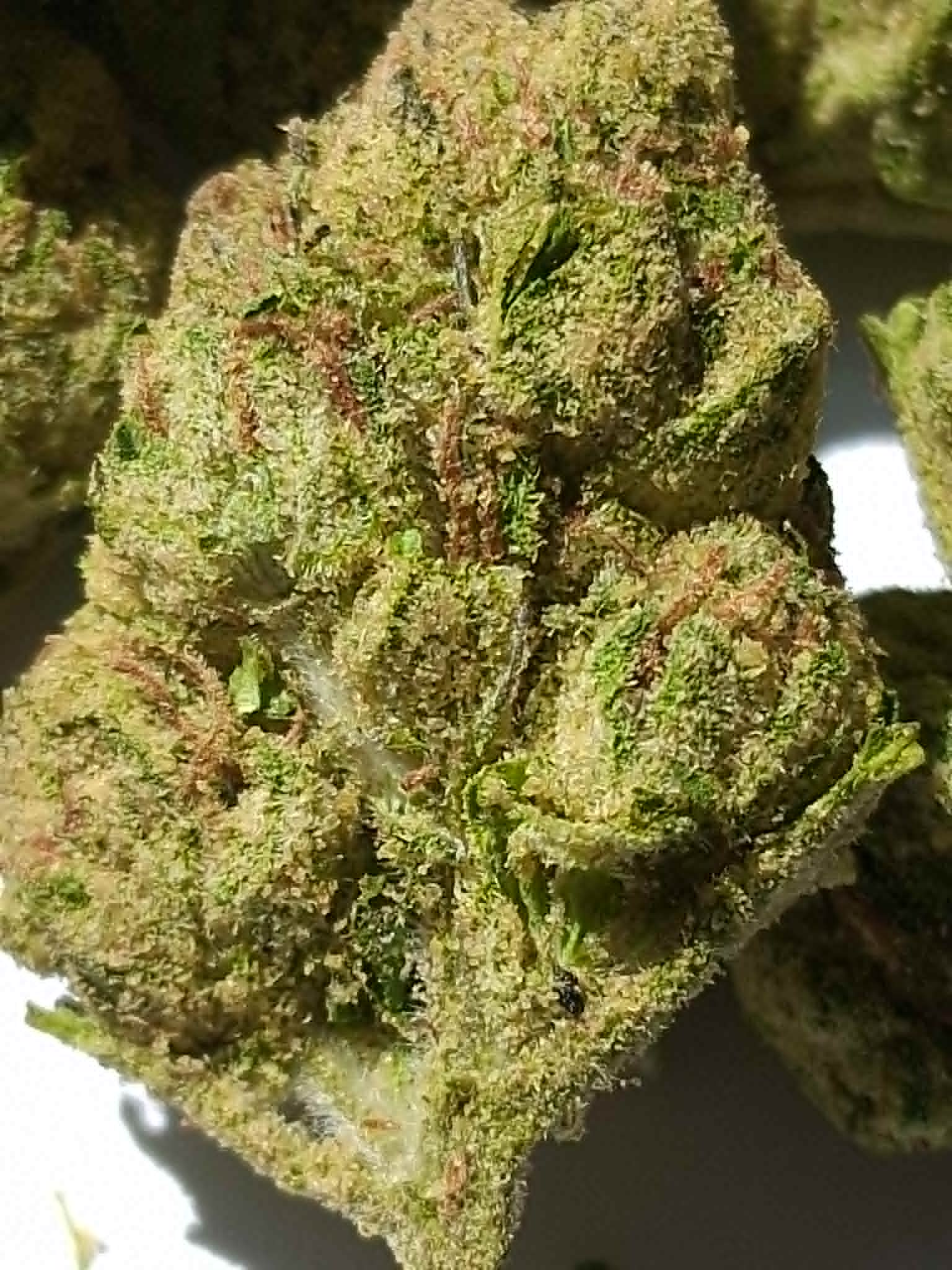 Watermelon-Z-pics-1.webp Watermelon Z THCA Flower