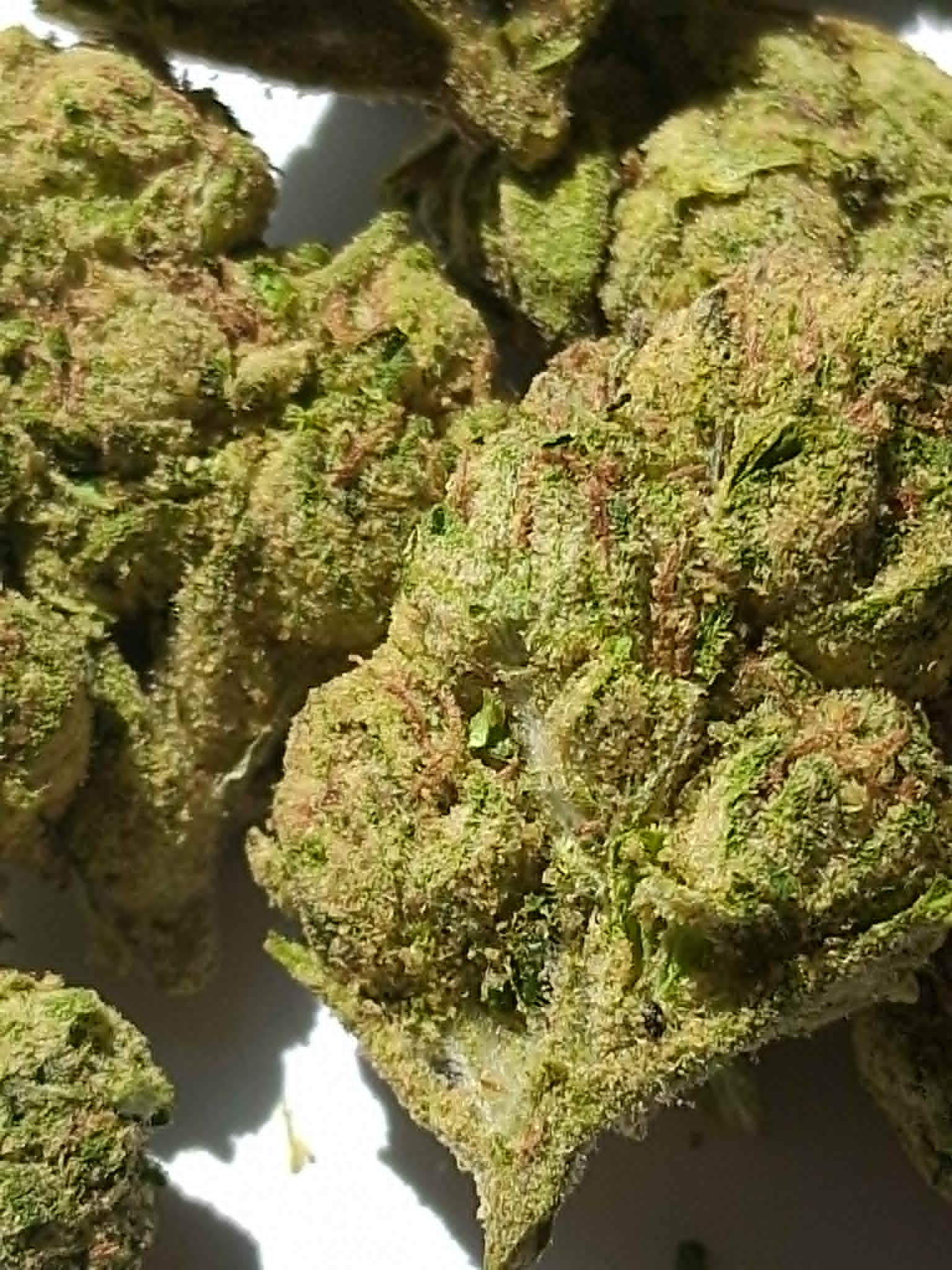Watermelon-Z-pics-2.webp Watermelon Z THCA Flower