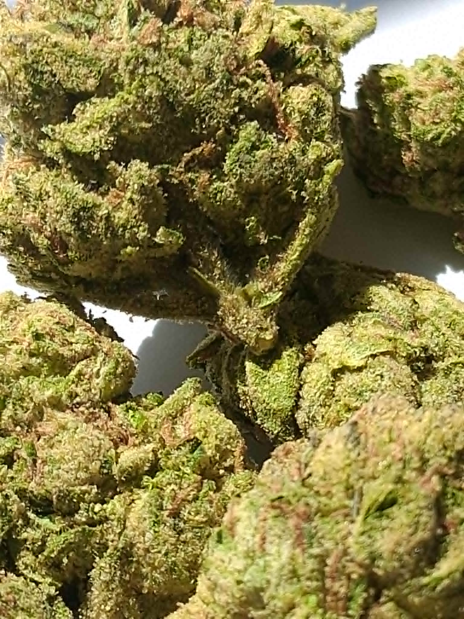 Watermelon-Z-pics-3.webp Watermelon Z THCA Flower