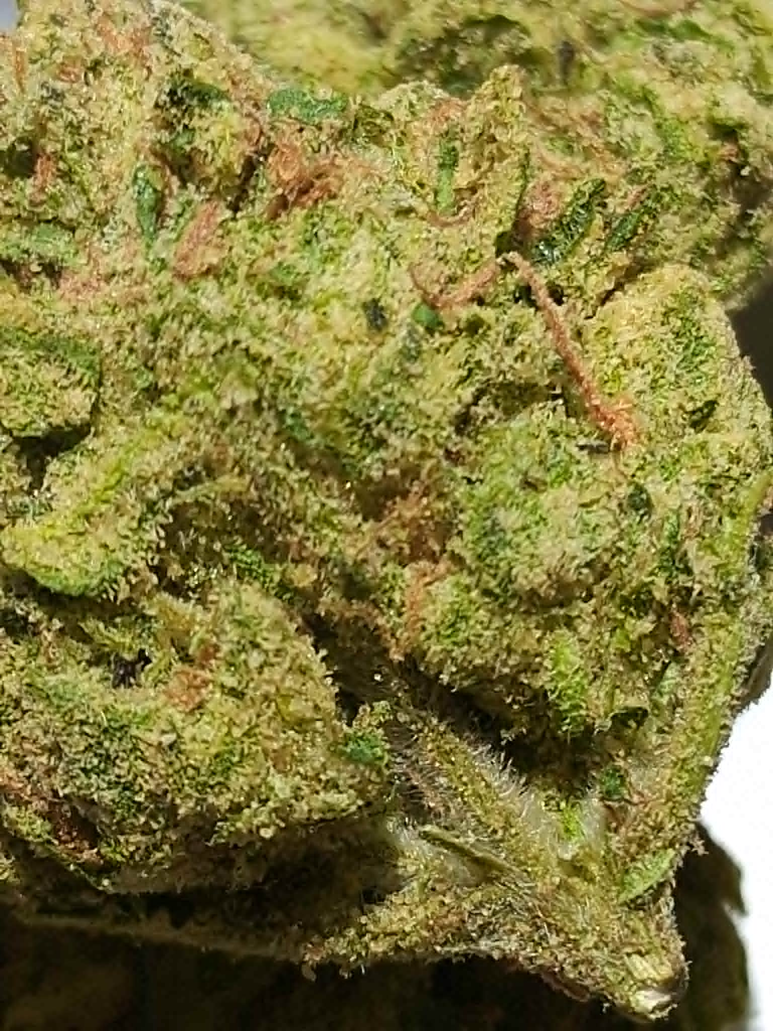 Watermelon Z pics (4) Watermelon Z THCA Flower