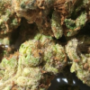 White-Russian-Pics-1.webp White Russian THCA Flower