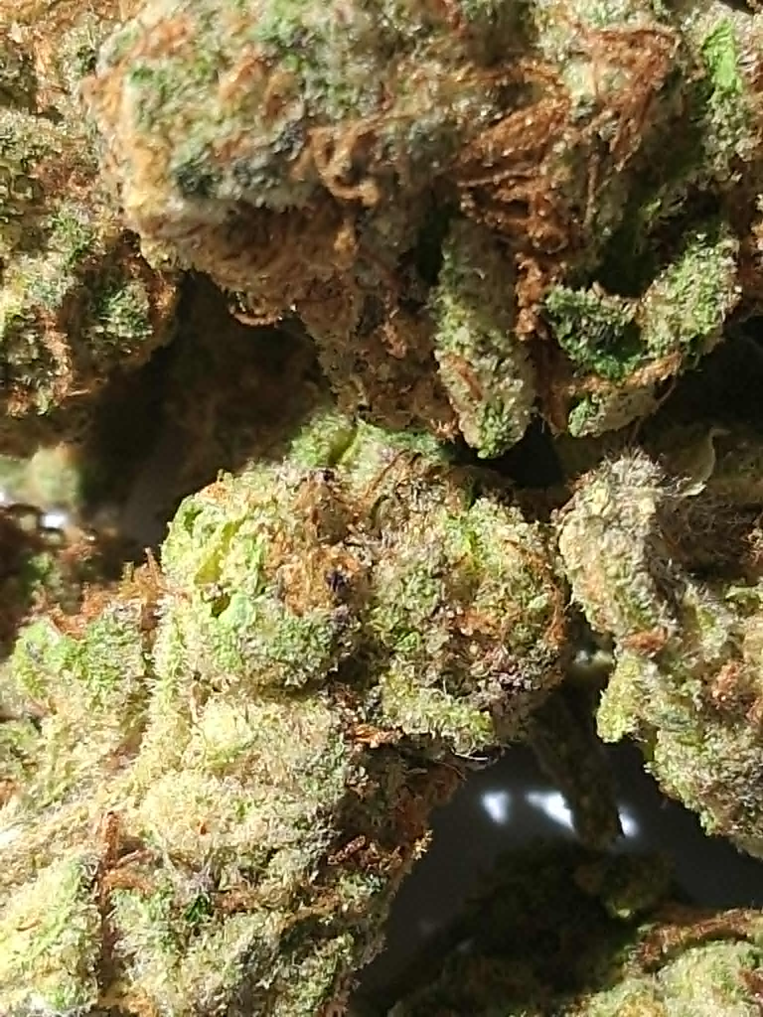 White-Russian-Pics-1.webp White Russian THCA Flower