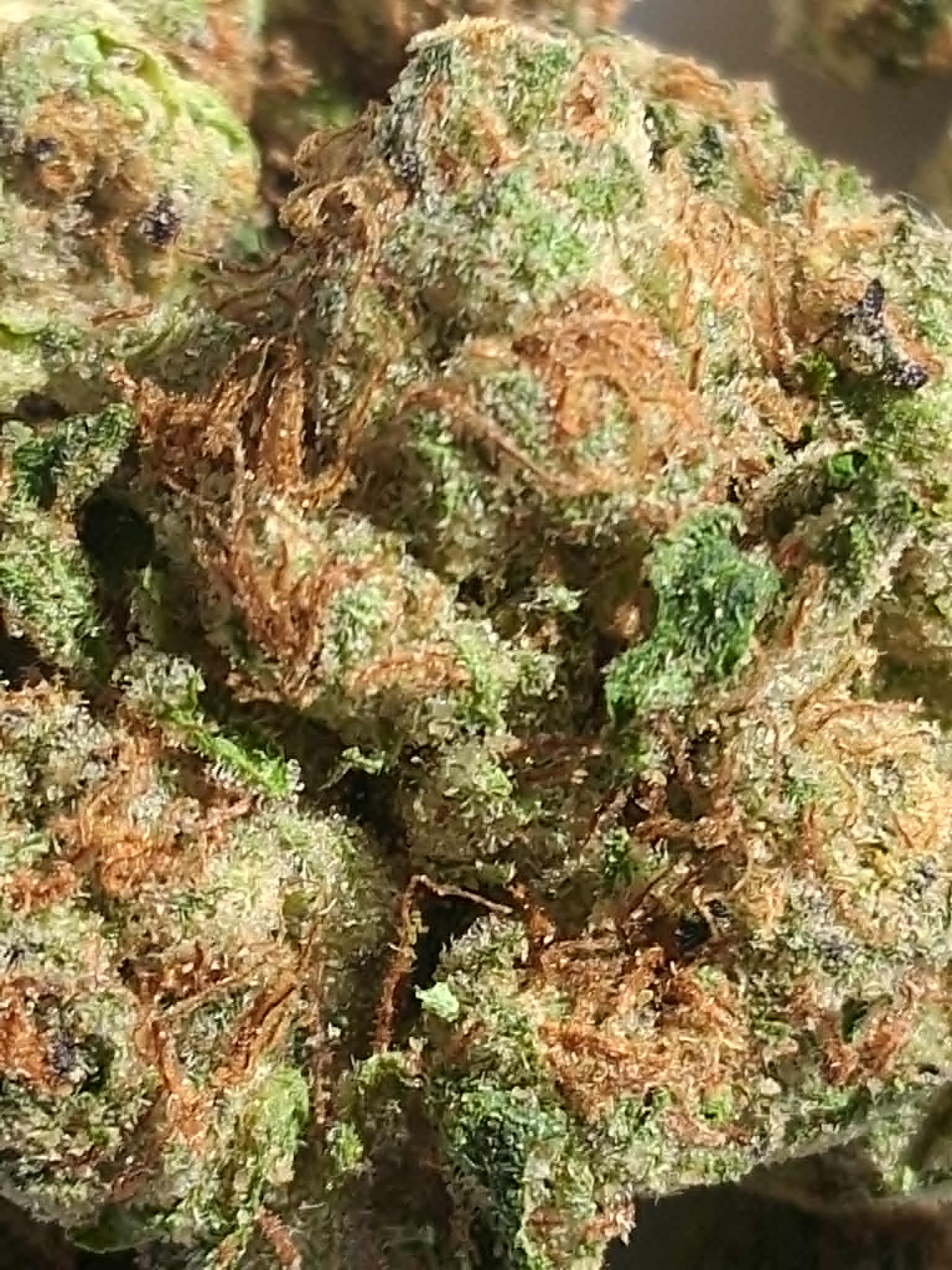 White Russian Pics (2) White Russian THCA Flower
