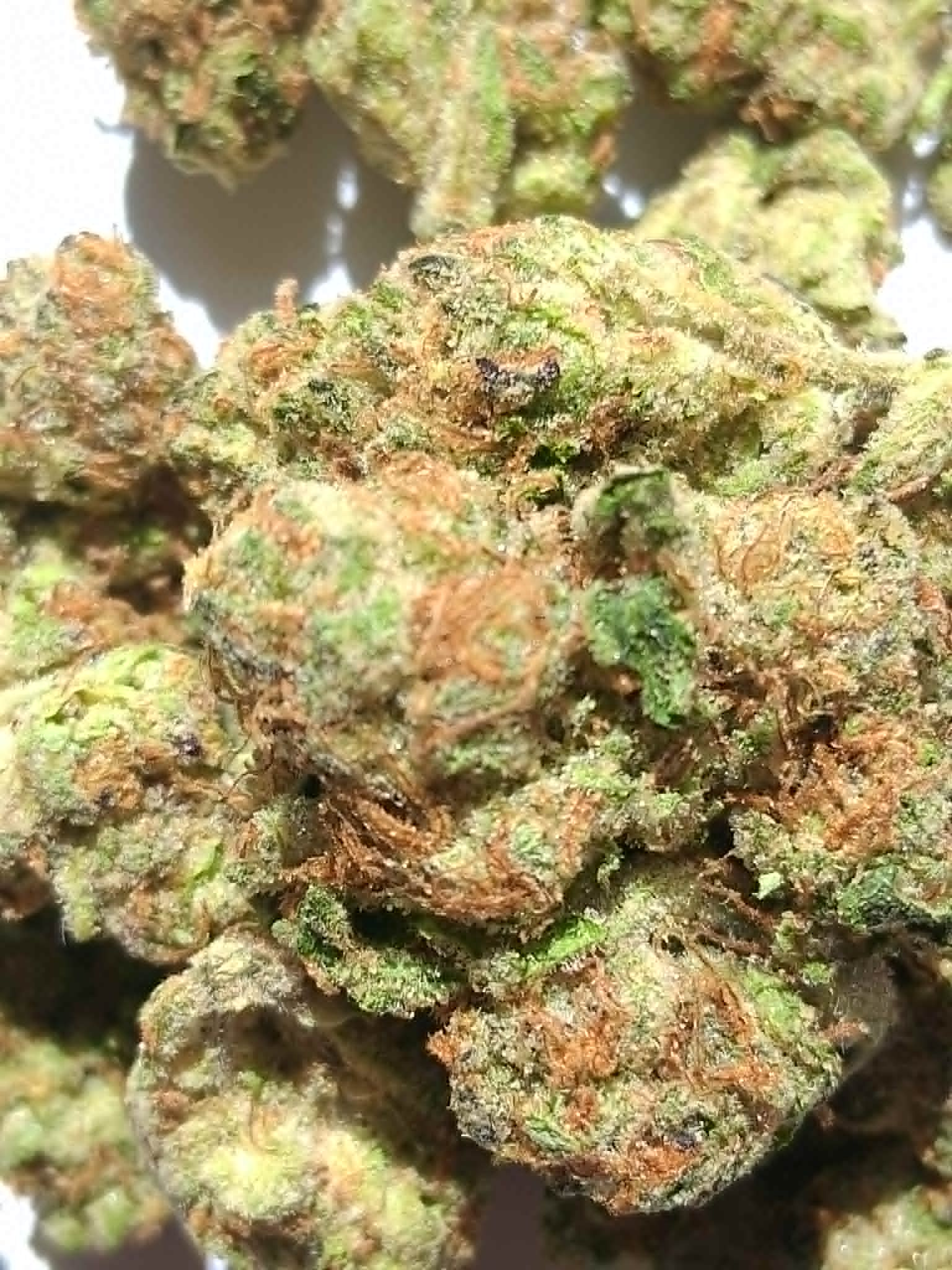 White-Russian-Pics-3.webp White Russian THCA Flower