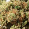 White-Russian-Pics-4.webp White Russian THCA Flower