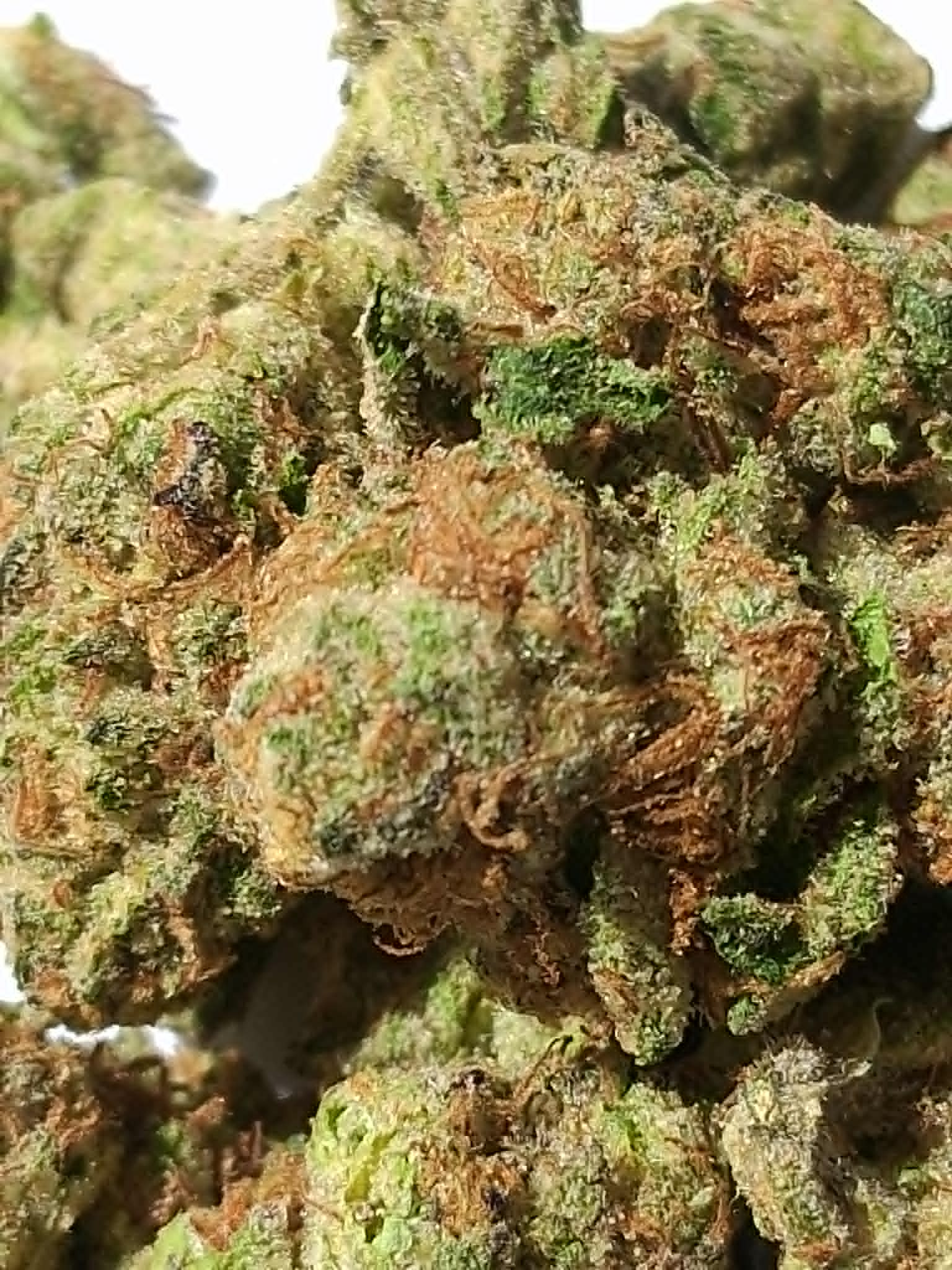 White-Russian-Pics-4.webp White Russian THCA Flower