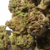 c004a179-a116-45ec-8994-8951d9fbab52.webp Trap Cherry THCA Flower