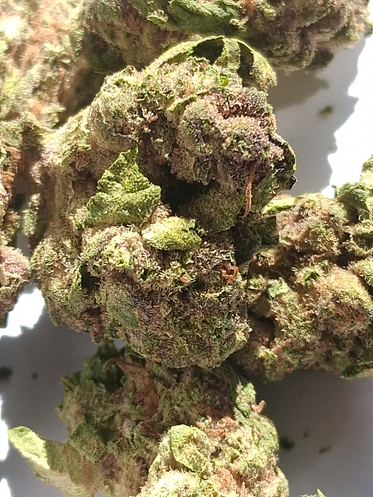 ed1b922b-9eaf-470f-ba85-8b1a1d056b23.webp Trap Cherry THCA Flower
