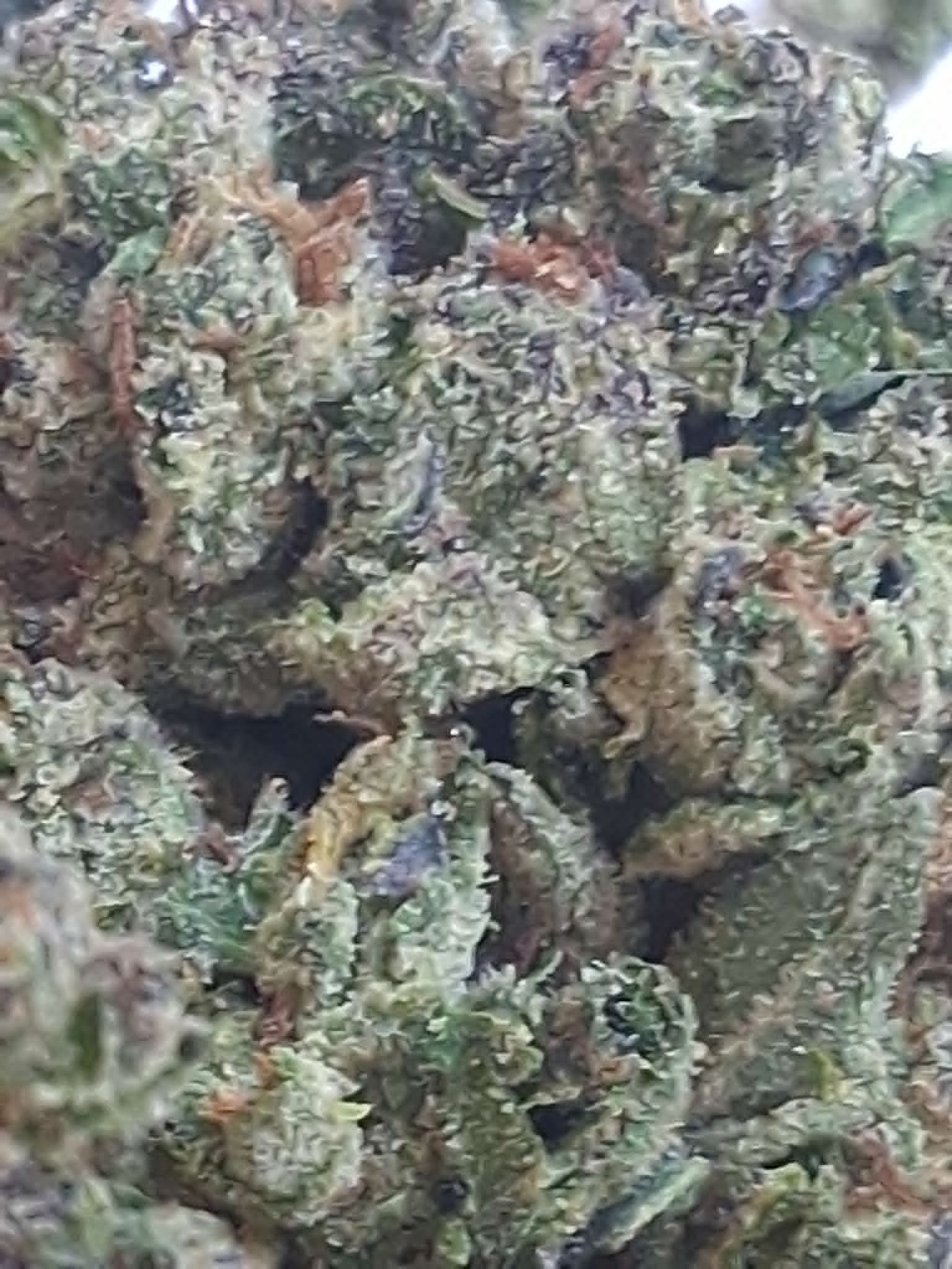 Black-Cherry-Soda-Pics-1.webp Black Cherry Soda THCA Flower