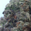 Black-Cherry-Soda-Pics-3.webp Black Cherry Soda THCA Flower