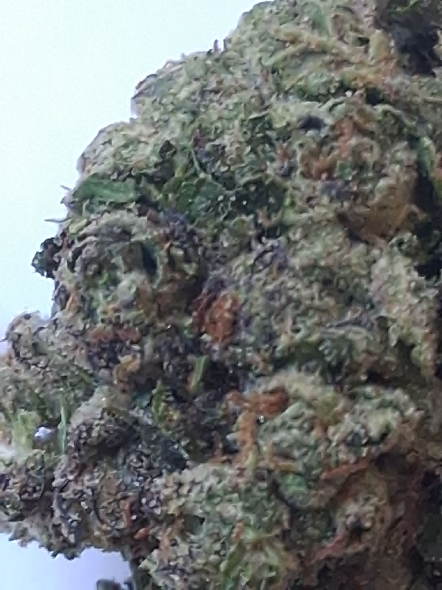 Black-Cherry-Soda-Pics-3.webp Black Cherry Soda THCA Flower