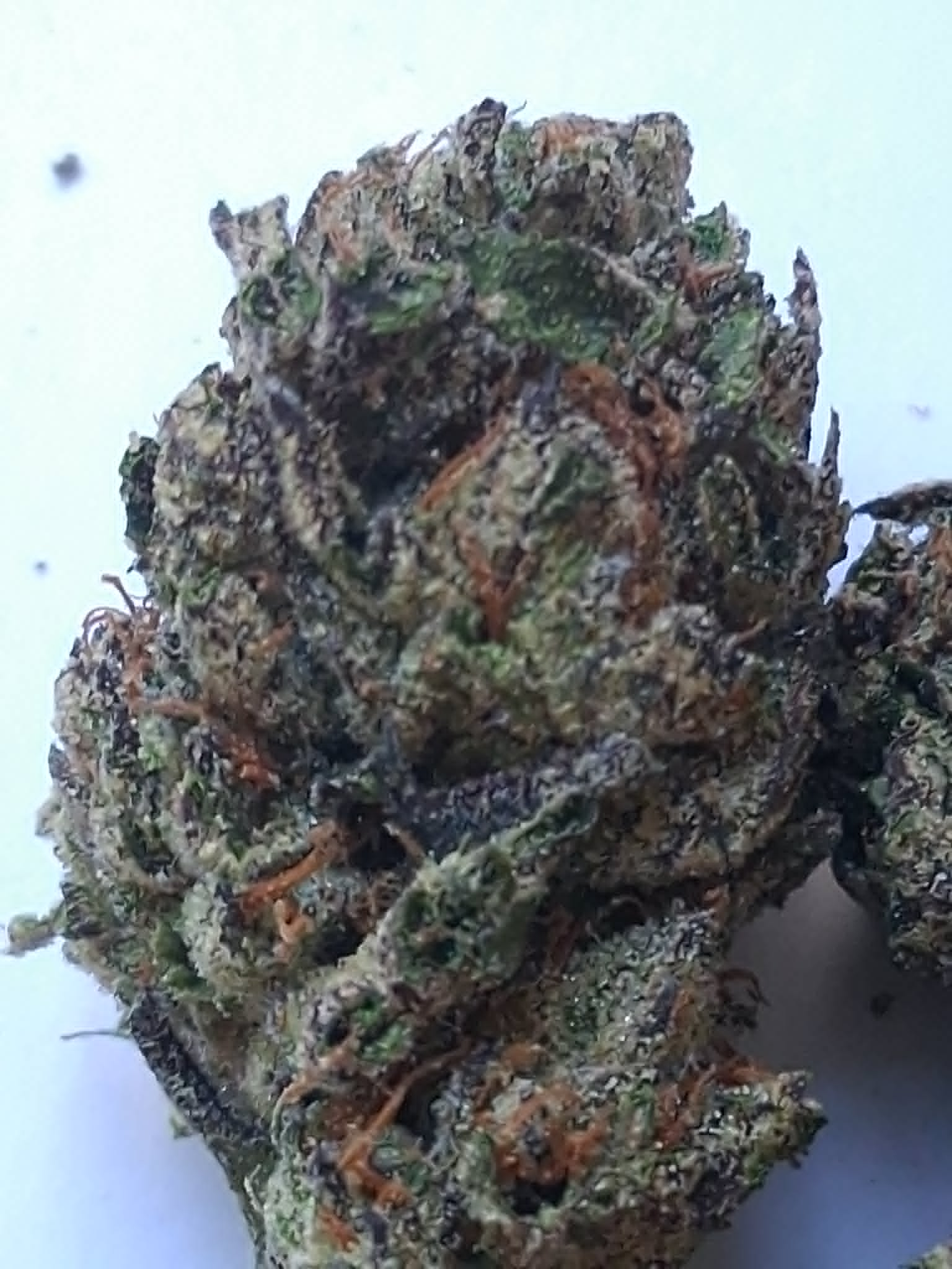 Cereal-Milk-Pics-3.webp Cereal Milk THCA Flower