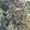 Tropicana-Cherry-Cookies-pics-1.webp Tropicana Cherry Cookies THCA Flower