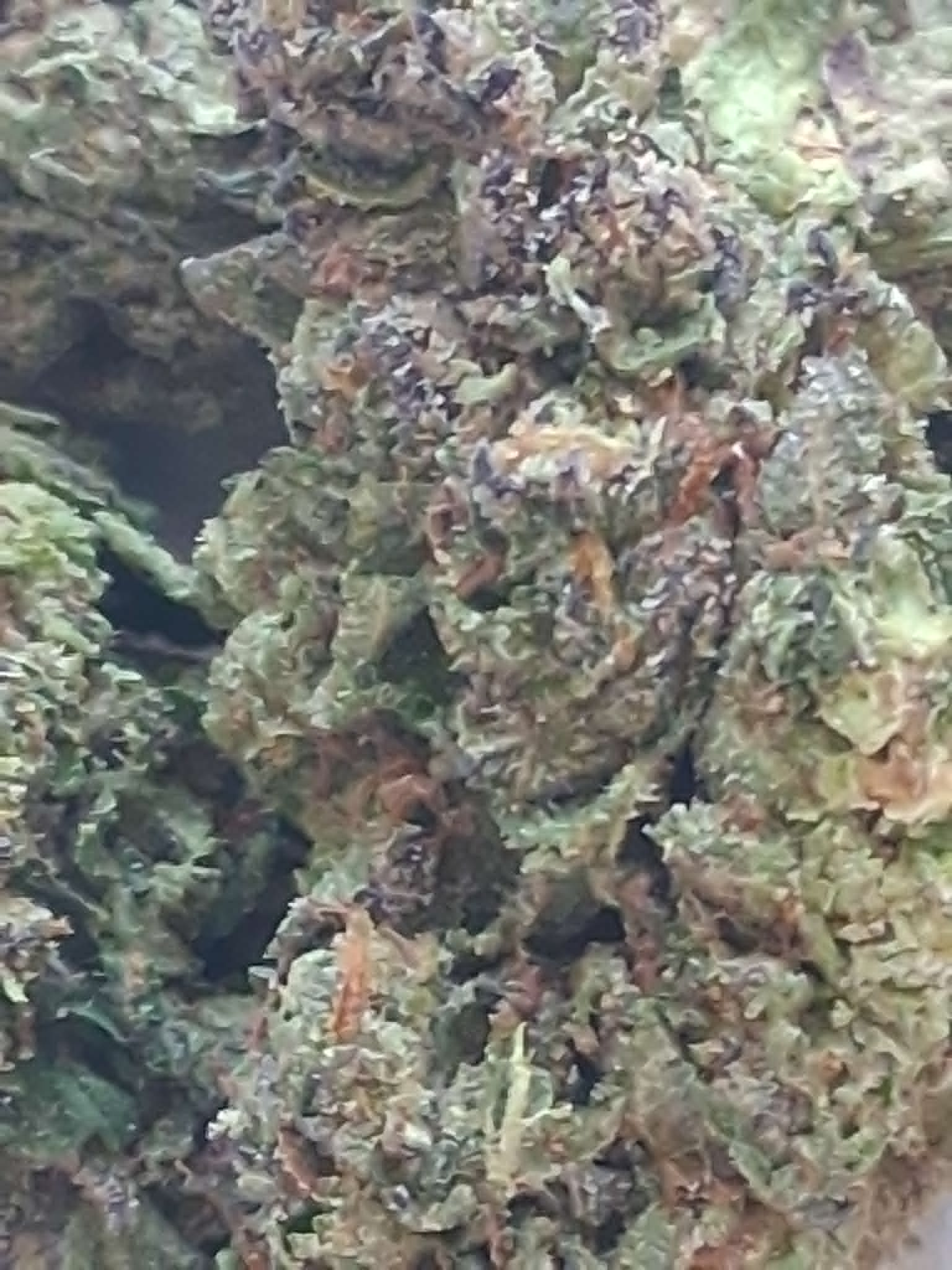 Tropicana-Cherry-Cookies-pics-1.webp Tropicana Cherry Cookies THCA Flower