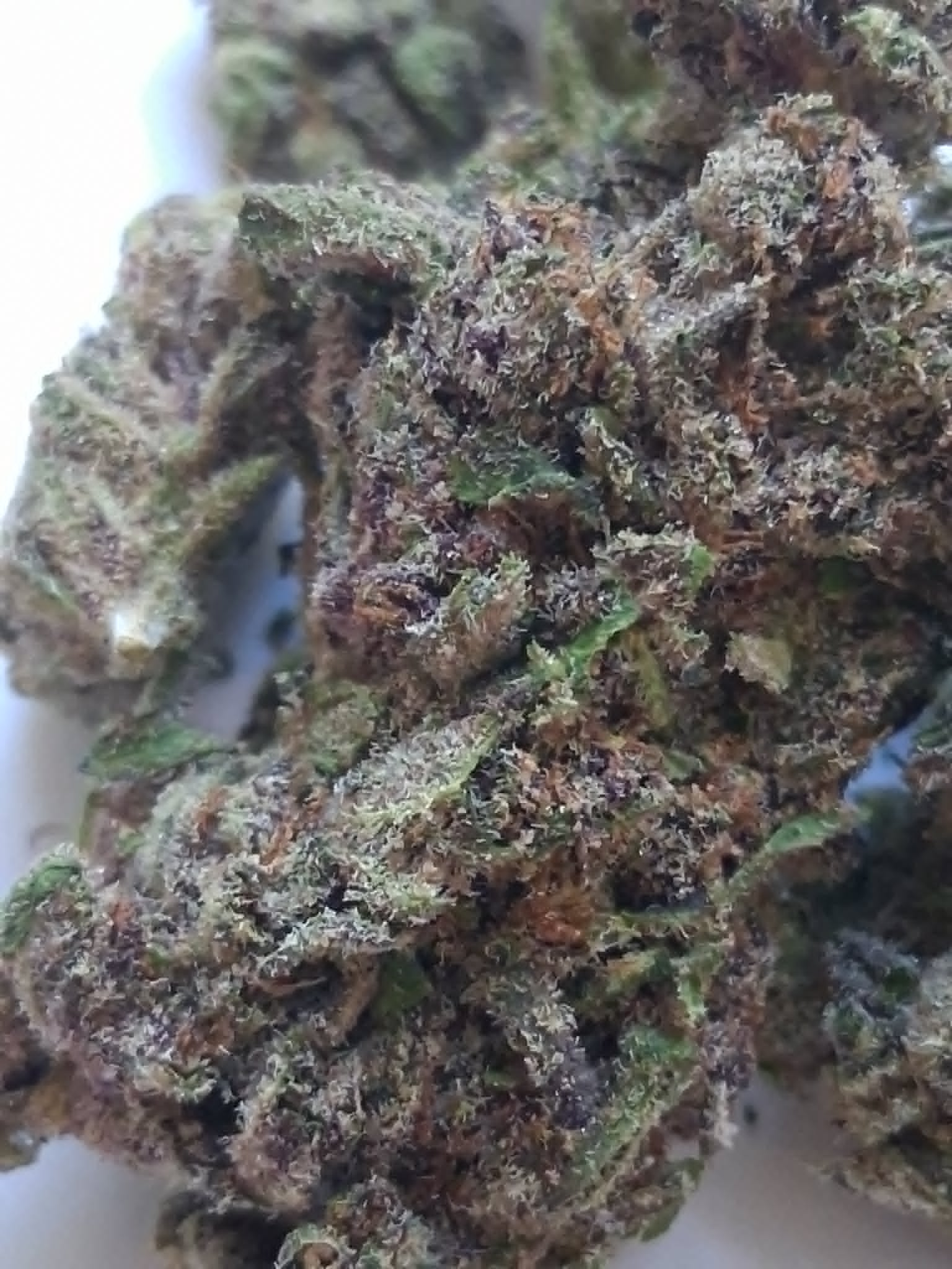 Tropicana Cherry Cookies pics (2) Tropicana Cherry Cookies THCA Flower